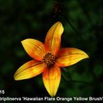 Bidens triplinervia 'Hawaiian Flare Orange Yellow Brush' - 