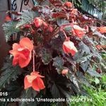 Begonia x boliviensis 'Unstoppable Upright Fire' - Begonia x boliviensis 'Unstoppable Upright Fire' - 