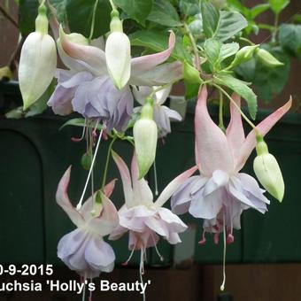 Fuchsia 'Holly's Beauty'