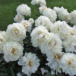Paeonia lactiflora 'Bowl of Cream' - 