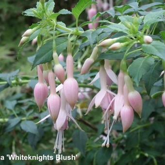 Fuchsia 'Whiteknights Blush'