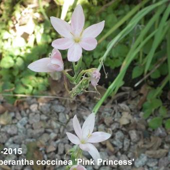 Hesperantha coccinea 'Pink Princess'