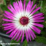 Dorotheanthus bellidiformis - Garten-Mittagsblume