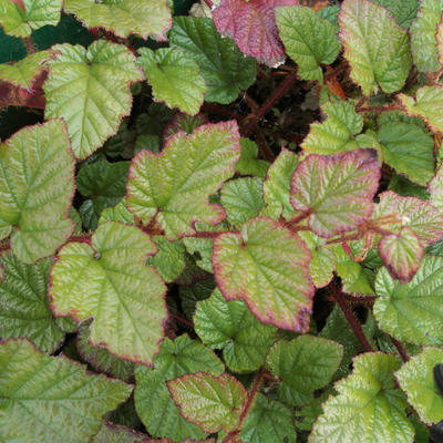 Dreifarbige Himbeere - Rubus tricolor
