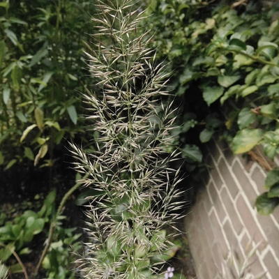 Calamagrostis brachytricha - Calamagrostis brachytricha - Calamagrostis brachytricha