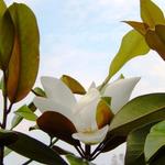 Magnolia grandiflora - Magnolia grandiflora - Immergrüne Magnolie