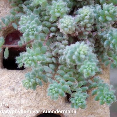 Sedum dasyphyllum subsp. granatense  - 