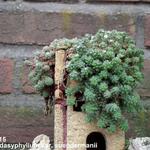 Sedum dasyphyllum subsp. granatense  - 