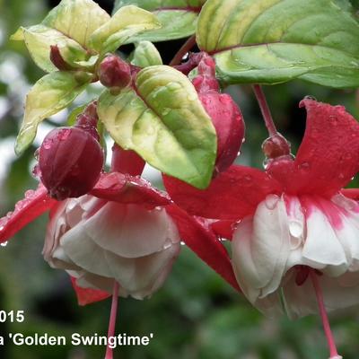 Fuchsia 'Golden Swingtime' - 