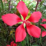 Hibiscus coccineus - 