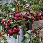 Malus 'Red Sentinel' - Malus 'Red Sentinel'