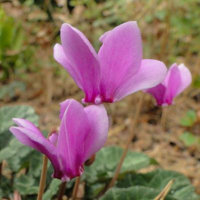 Cyclamen hederifolium - 