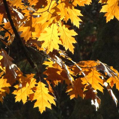 Quercus rubra - Chêne rouge d'Amérique