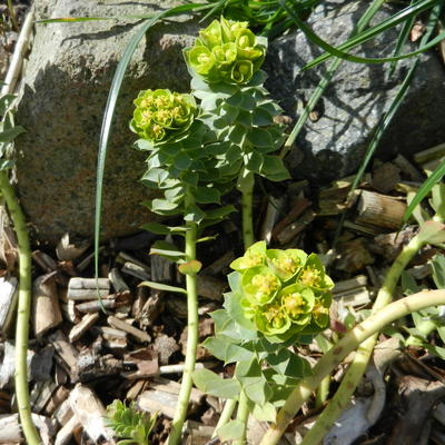 Euphorbia myrsinites - Walzen-Wolfsmilch - Euphorbia myrsinites