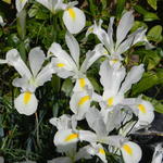 Iris x hollandica 'White Van Vliet' - 