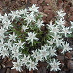 Leontopodium souliei 'Alpina White' - 