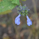 Salvia atrocyanea - 