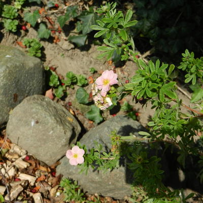 Potentilla fruticosa 'Pink Beauty' - 