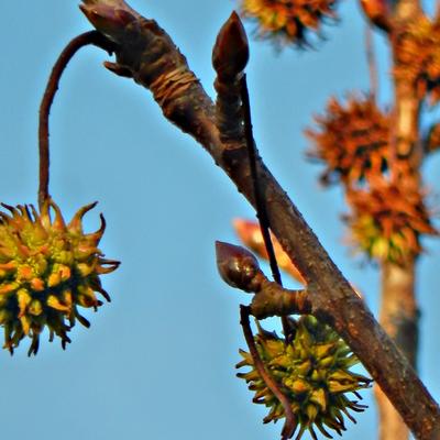 Liquidambar styraciflua - Amerikanischer Amberbaum - Liquidambar styraciflua