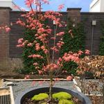 Acer palmatum 'Momoiro-koya-san' - 