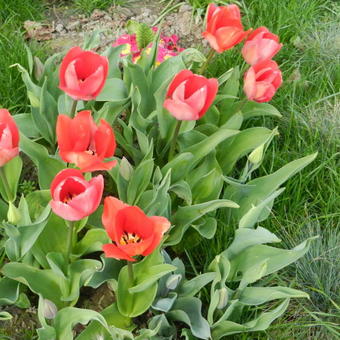 Tulipa 'Van Eijk'