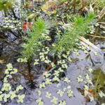 Myriophyllum crispata - 