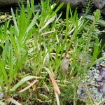 Cotula coronopifolia - Cotula coronopifolia - Krähenfuß-Laugenblume