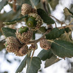 Quercus suber - Chêne-liège - Quercus suber