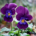 Viola cornuta - Hornveilchen