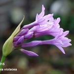 Tulbaghia violacea - TULBAGHIE VIOLACÉE, AIL D'AFRIQUE DU SUD