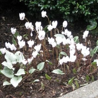 Cyclamen hederifolium var. hederifolium f. albiflorum 'White Cloud'