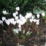 Cyclamen hederifolium var. hederifolium f. albiflorum 'White Cloud' - 