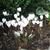 Cyclamen hederifolium var. hederifolium f. albiflorum 'White Cloud'