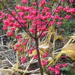 Euonymus europaeus 'Red Cascade' - 