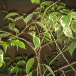 Ficus Benjamina 'Golden King' - 