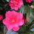Camellia japonica 'Chandleri Elegans'