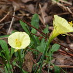 Narcissus romieuxii 'Julia Jane'  - 