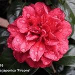 Camellia japonica 'Fircone' - 