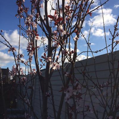 Prunus cerasifera 'Nigra' 