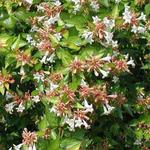 Abelia x grandiflora 'Francis Mason' - 