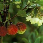 Arbutus unedo - Arbutus unedo - Westlicher Erdbeerbaum