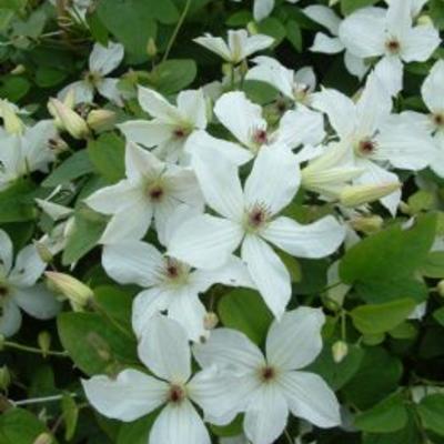 Clematis 'Forever Friends'  - 