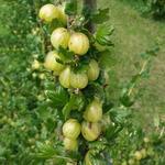 Ribes uva-crispa 'Invicta' - 