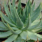 Aloe polyphylla - 