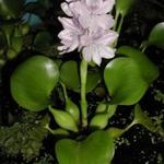 Eichhornia crassipes - Eichhornia crassipes - Dickstielige Wasserhyazinthe