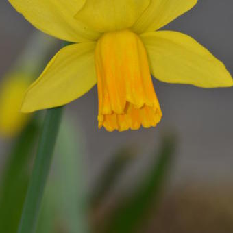 Narcissus 'Jetfire'