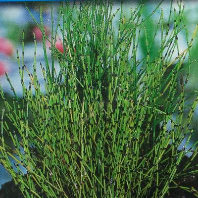 prêle faux scirpe - Equisetum scirpoides