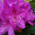 Rhododendron 'Anna Krusche' - 