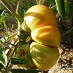 Solanum lycopersicum esculentum 'Pineapple' - 