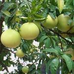 Citrus x paradisi - Grapefruit